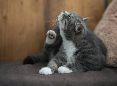 How to Train Your Cats Not to Scratch The Furniture: The Benefits of Cat Kitten Scratching Post